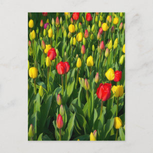 Carte Postale Tulipes colorées II