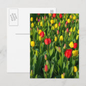Carte Postale Tulipes colorées II (Devant / Derrière)