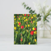 Carte Postale Tulipes colorées II (Debout devant)