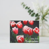 Carte Postale Tulipes d'Amsterdam (Debout devant)