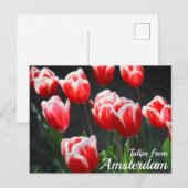 Carte Postale Tulipes d'Amsterdam (Devant / Derrière)