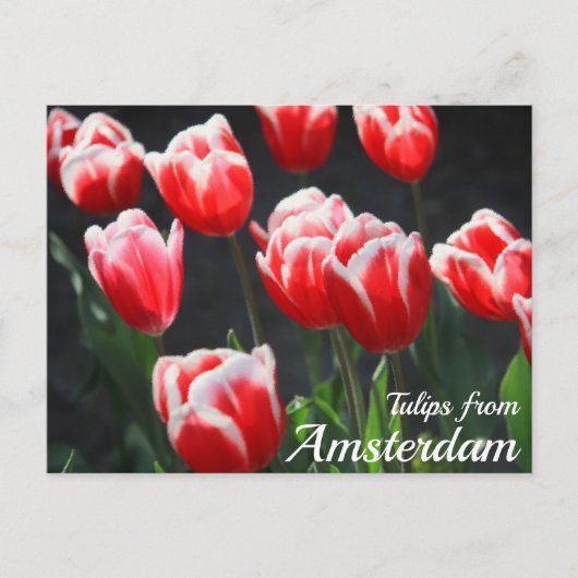 Carte Postale Tulipes d'Amsterdam (Devant)