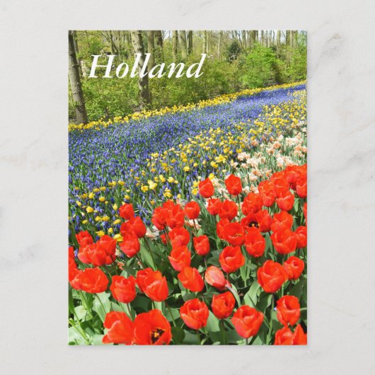 Carte Postale Tulipes dans les bois (Devant)