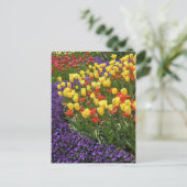 Carte Postale Tulipes dans polychrome (Debout devant)