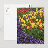 Carte Postale Tulipes dans polychrome (Devant / Derrière)