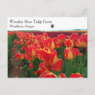 Carte Postale Tulipes de Banja Luka dans un champ avec montgolfi