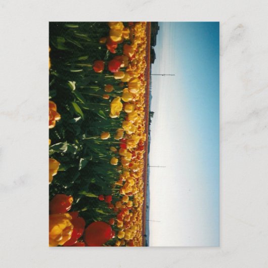 Carte Postale tulipes de la vallée de skagit (Devant)