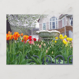 Carte Postale Tulipes de printemps