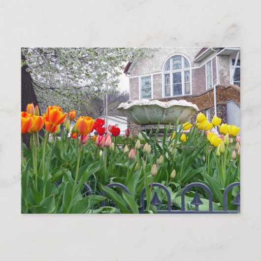 Carte Postale Tulipes de printemps (Devant)