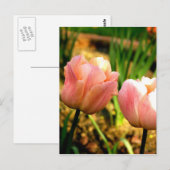 Carte Postale Tulipes de printemps (Devant / Derrière)