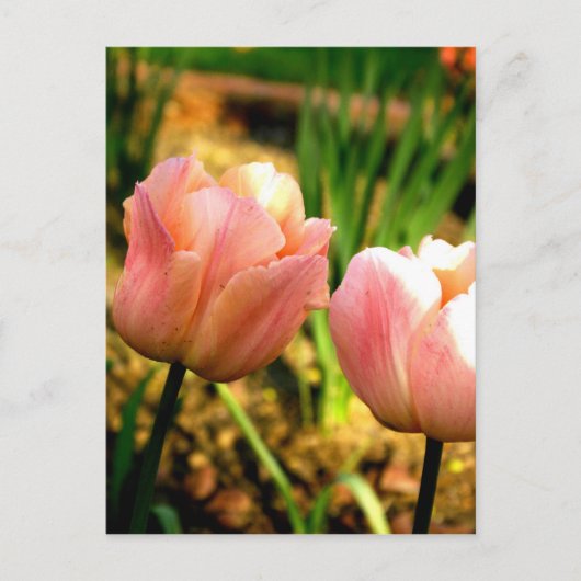Carte Postale Tulipes de printemps (Devant)