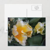 Carte Postale Tulipes d'or (Devant / Derrière)
