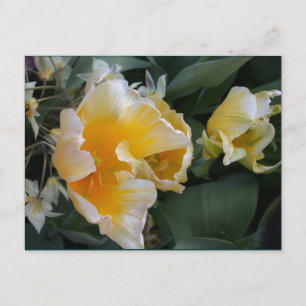 Carte Postale Tulipes d'or