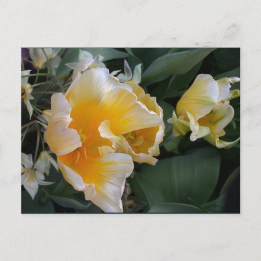 Carte Postale Tulipes d'or (Devant)