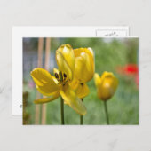 Carte Postale Tulipes en cours (Devant / Derrière)
