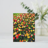 Carte Postale Tulipes en fleur (Debout devant)