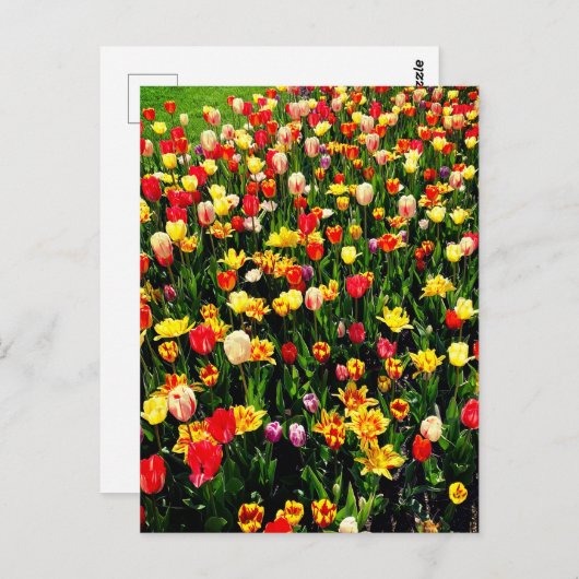 Carte Postale Tulipes en fleur (Devant / Derrière)