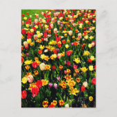 Carte Postale Tulipes en fleur (Devant)