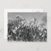 Carte Postale Tulipes en fleurs (Devant / Derrière)