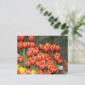 Carte Postale Tulipes en fleurs ! (Debout devant)