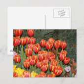 Carte Postale Tulipes en fleurs ! (Devant / Derrière)