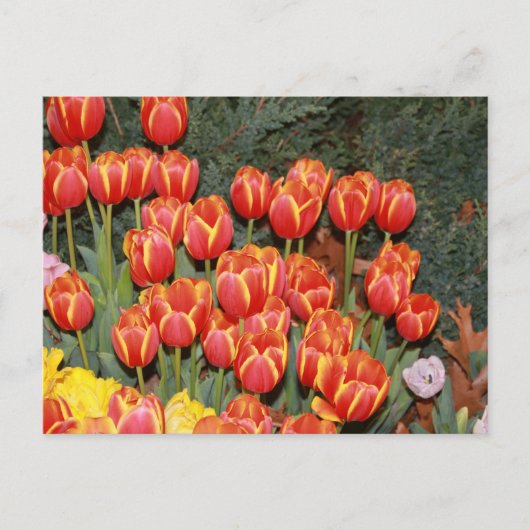 Carte Postale Tulipes en fleurs ! (Devant)