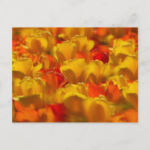 Carte Postale Tulipes en Jardins de Keukenhof, Amsterdam, 2