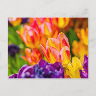 Carte Postale Tulipes Enchantant