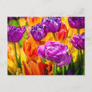 Carte Postale Tulipes Enchantant 12a