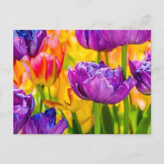 Carte Postale Tulipes Enchantant rose profond (Devant)