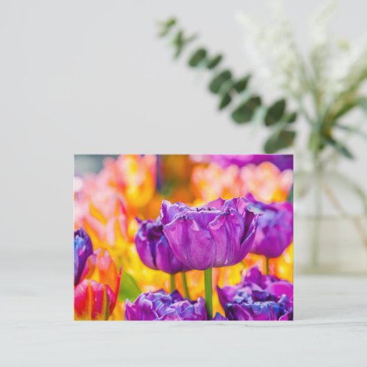 Carte Postale Tulipes Enchantant violet (Debout devant)