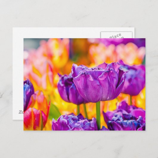Carte Postale Tulipes Enchantant violet (Devant / Derrière)