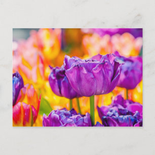 Carte Postale Tulipes Enchantant violet