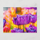 Carte Postale Tulipes Enchantant violet (Devant)