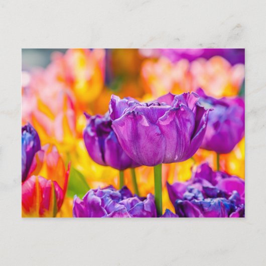 Carte Postale Tulipes Enchantant violet (Devant)
