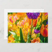 Carte Postale Tulipes Enchanter 01 (Devant / Derrière)