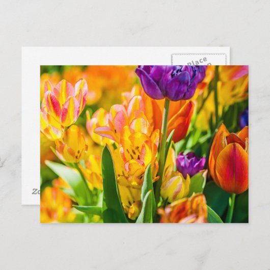 Carte Postale Tulipes Enchanter 01 (Devant / Derrière)