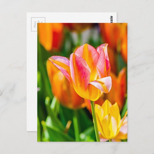 Carte Postale Tulipes Enchanter 17 (Devant / Derrière)