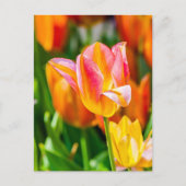 Carte Postale Tulipes Enchanter 17 (Devant)