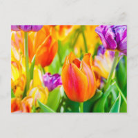 Tulipes Enchanteresses