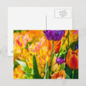 Carte Postale Tulipes Envoûtantes 01 (Devant / Derrière)