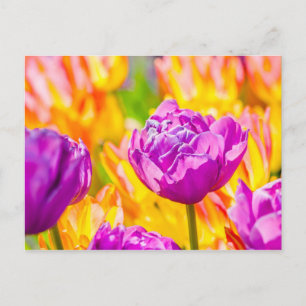 Carte Postale Tulipes Envoûtantes 12