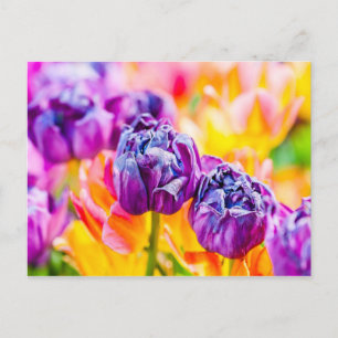 Carte Postale Tulipes Envoûtantes 14