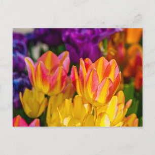 Carte Postale Tulipes Envoûtantes 16
