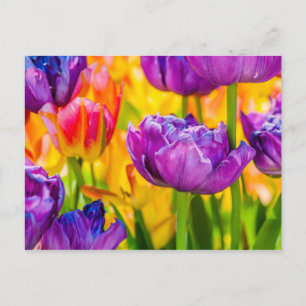 Carte Postale Tulipes Envoûtantes Rose Foncé