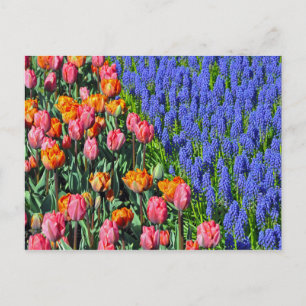 Carte Postale Tulipes et fleurs de muscari