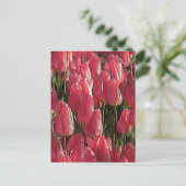Carte Postale Tulipes Florales Roses (Debout devant)