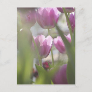 Carte Postale Tulipes, Jardins de Keukenhoff, Pays-Bas.