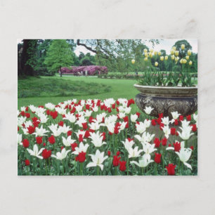 Carte Postale Tulipes jaune rouge et blanc, fleurs de Kew Garden