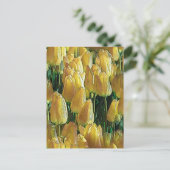 Carte Postale Tulipes Jaune Soleil (Debout devant)